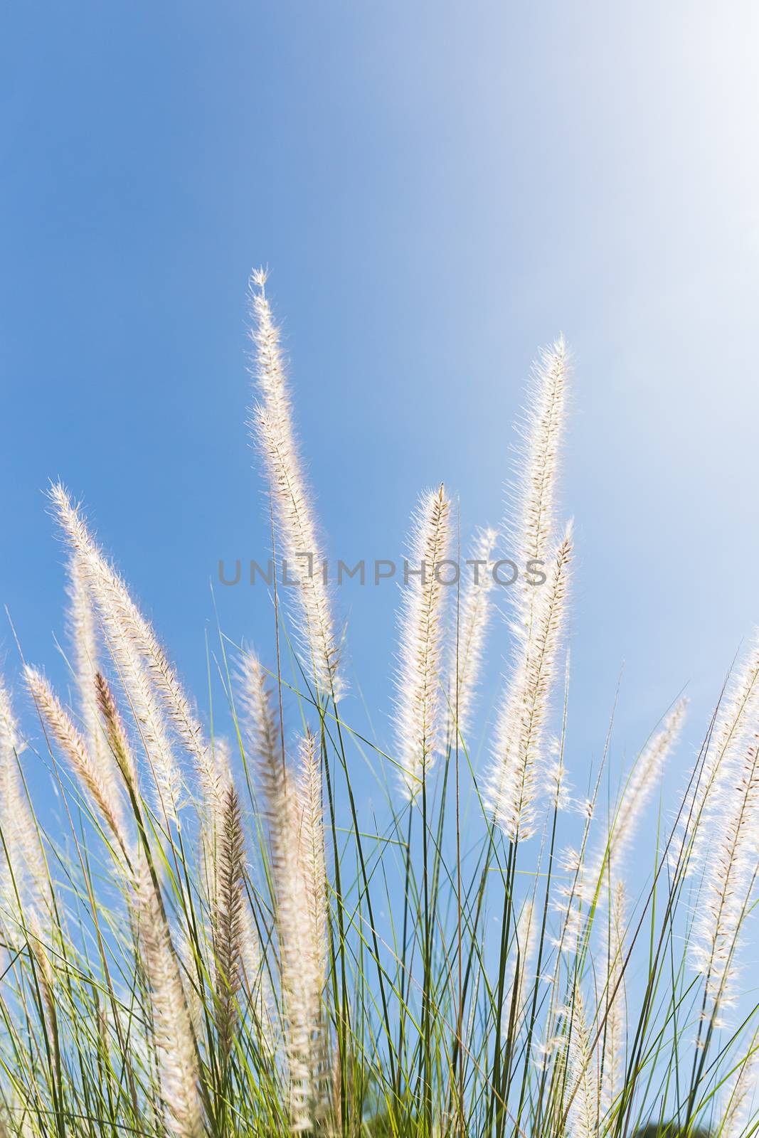 Imperata cylindrica Beauv or Cogon Grass of Feather grass in nature on blue sky  background