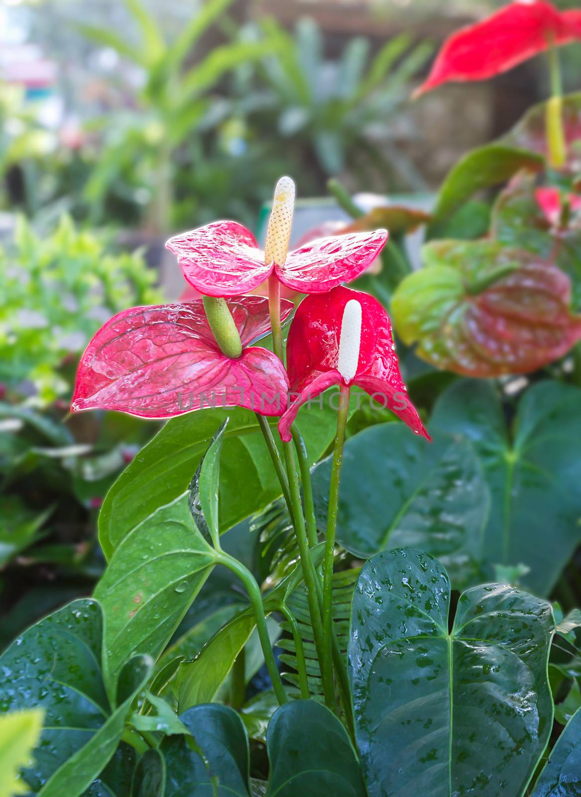 Flamingo flower in the garden by stoonn