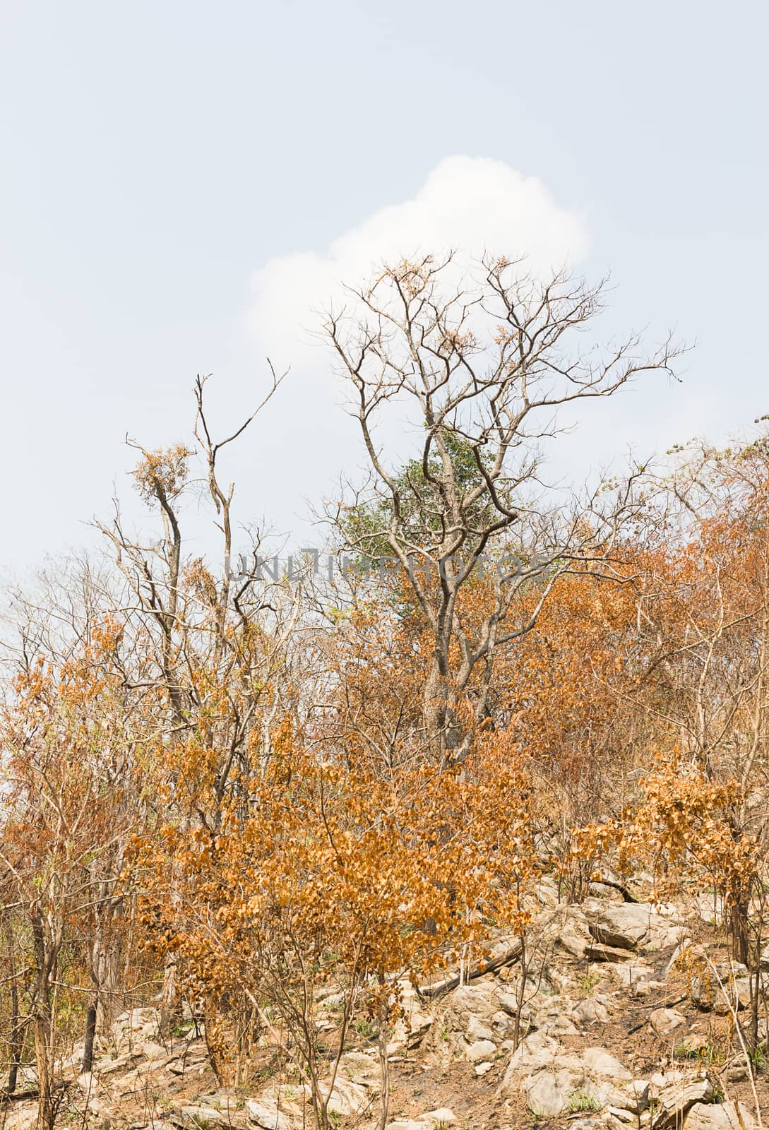 Trees on a mountain after a forest fire