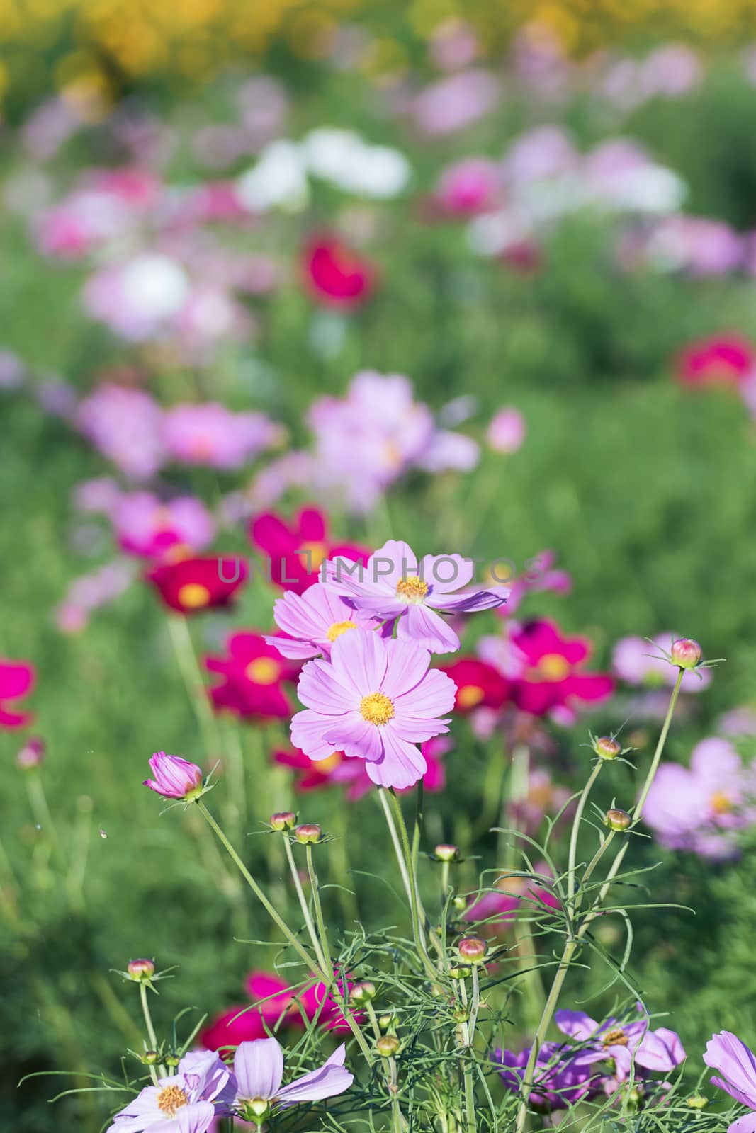 Pink cosmos flower in garden by stoonn