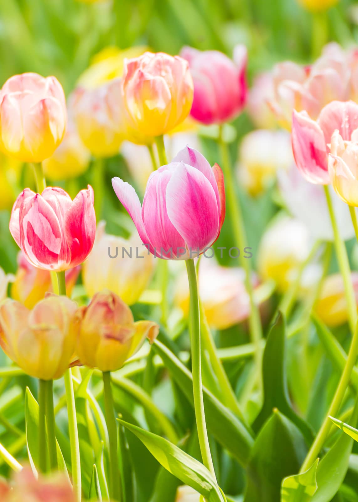 Pink tulip flower in garden by stoonn