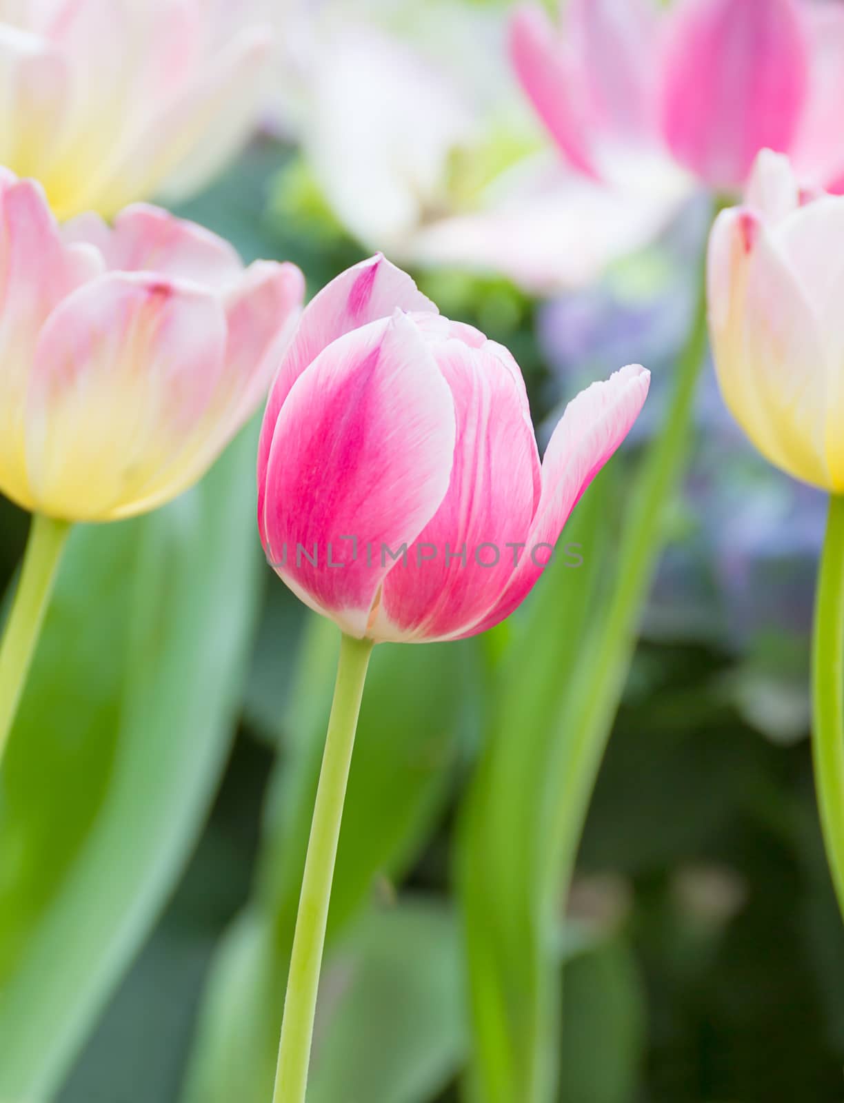 Close up pink tulip flower in garden