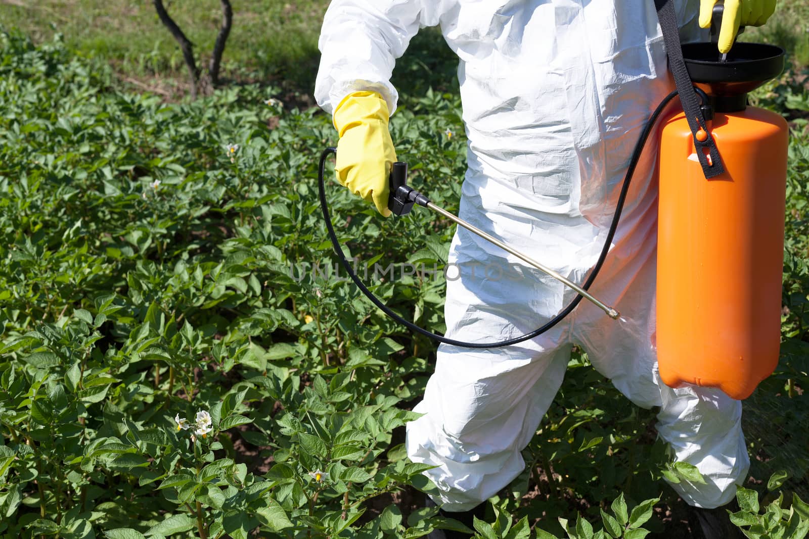 Man spraying toxic pesticides or insecticides in vegetable garde by wellphoto