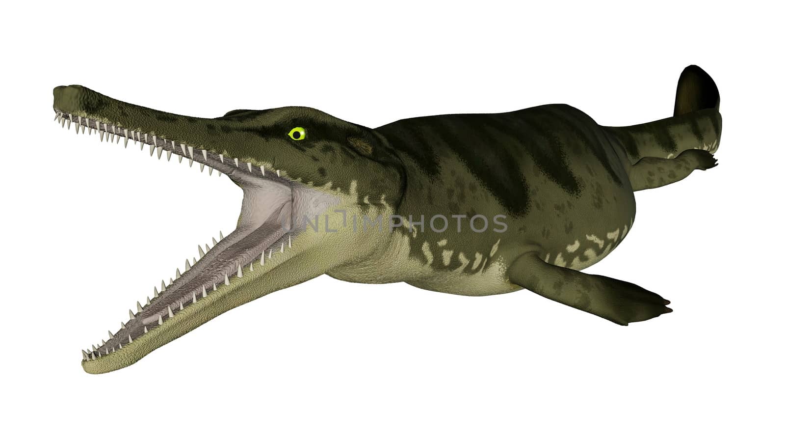 Metriorhynchus prehistoric fish open mouth isolated in white background - 3D render
