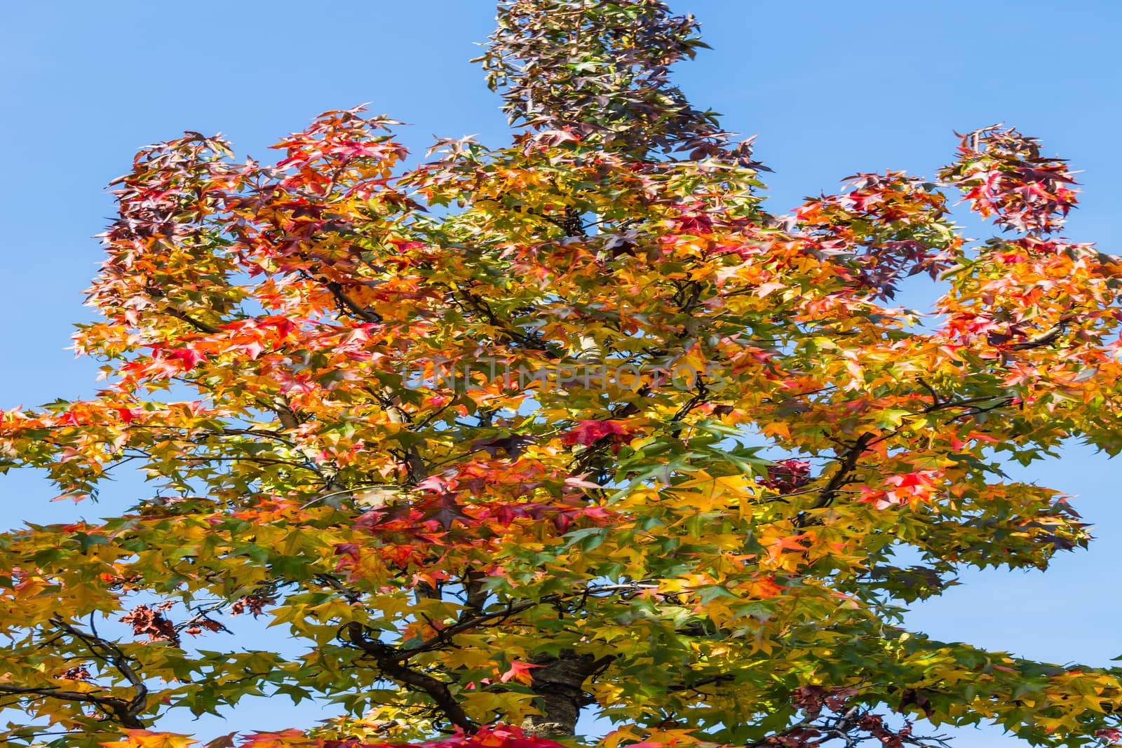  Autumn tree in November in sunny weather.       by JFsPic