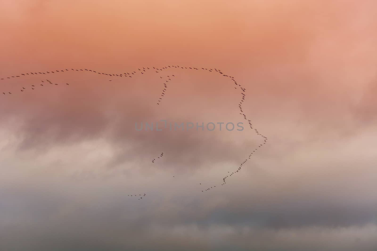 Birds flying in V formation by JFsPic