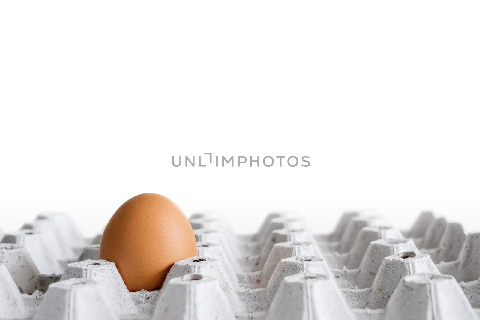 brown chicken egg in cardboard