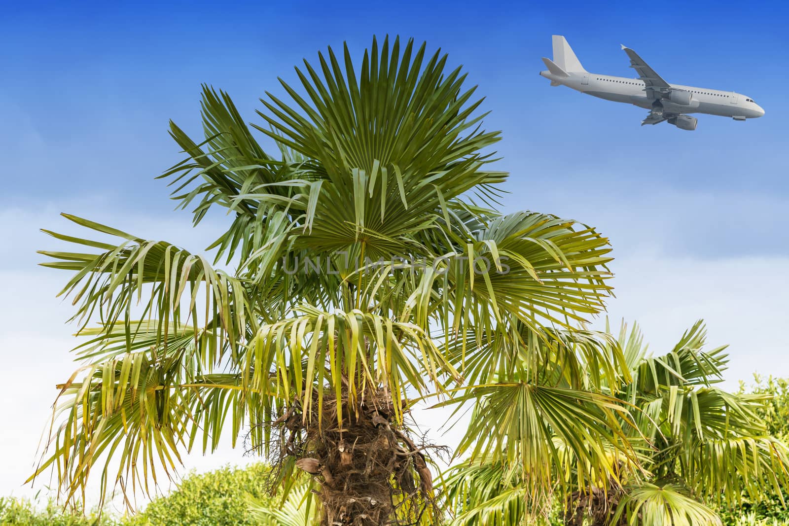 Airplane landing and palms       by JFsPic