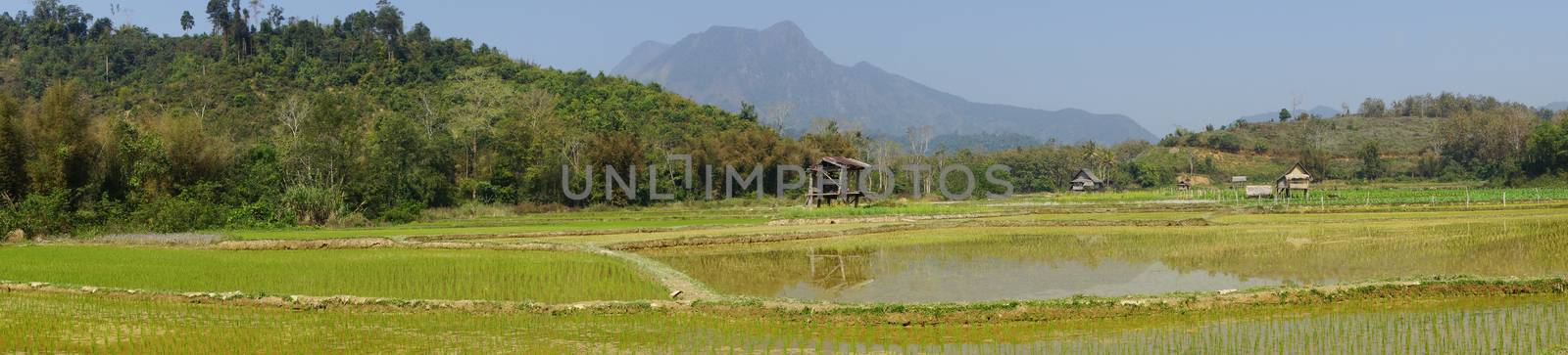 Rice field, Laos, Asia by alfotokunst