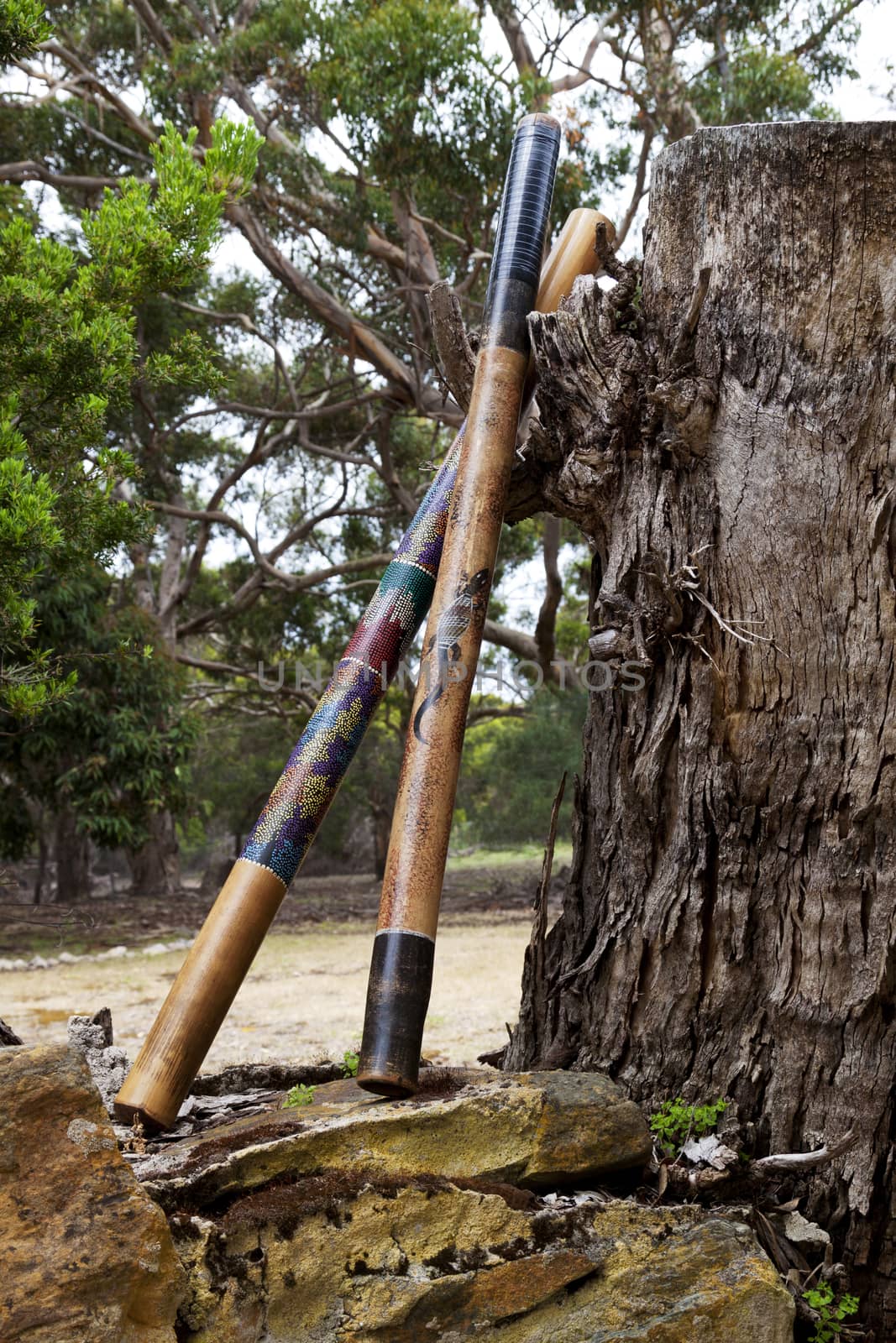 Pair of didgeridoos, indigenous Australian musical, wind instruments, rest against an enormous, old tree stump.  Location is Kangaroo Island in South Australia.  Native instrument still in use today and sometimes called a drone pipe. 