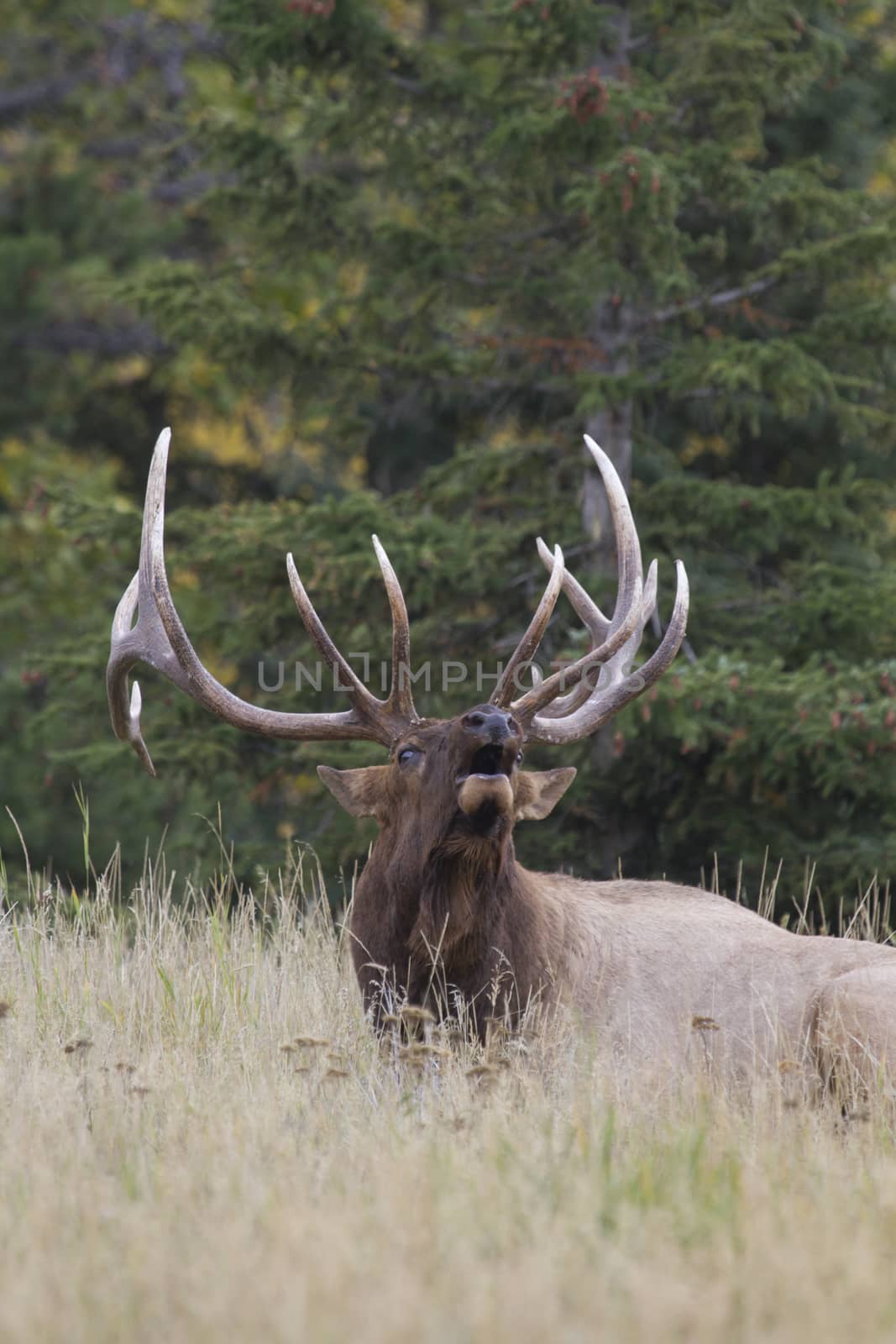 Seated bull elk, mouth open and head raised, bellows dominance in challenging rut season.  Location is Jasper in Alberta, Canada.  