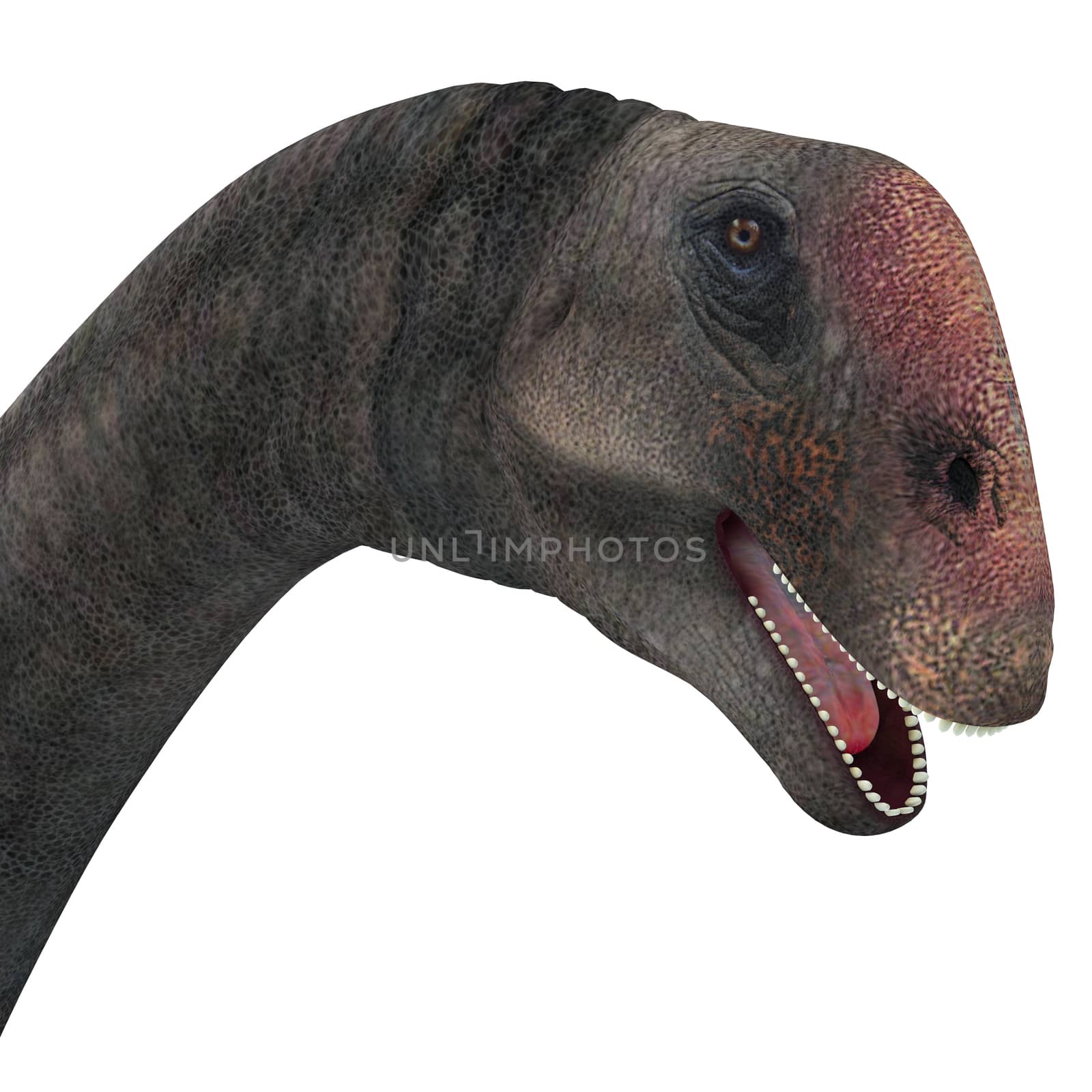Brontomerus Dinosaur Head by Catmando