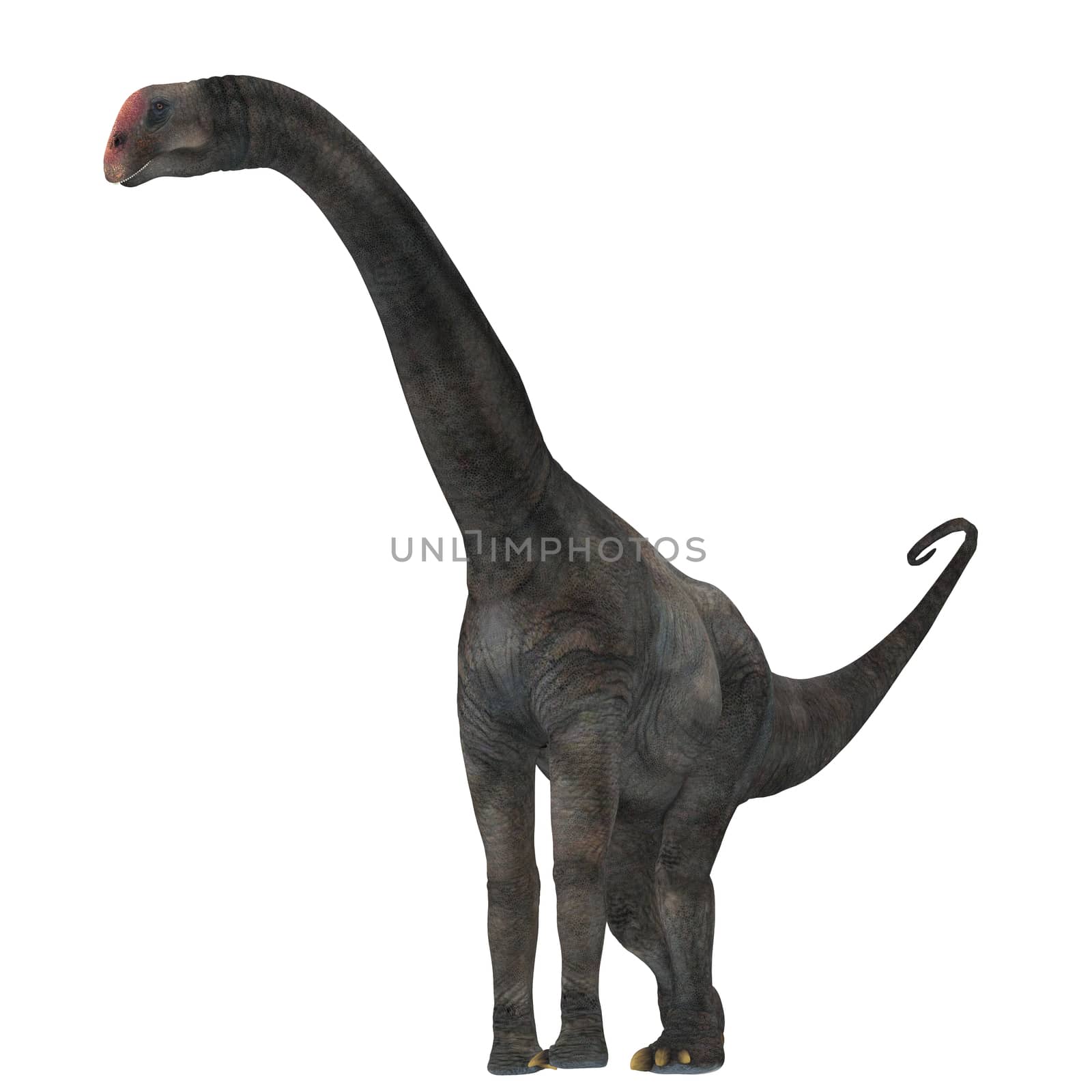 Brontomerus was a herbivorous sauropod dinosaur that lived in the Cretaceous Period of Utah, USA.