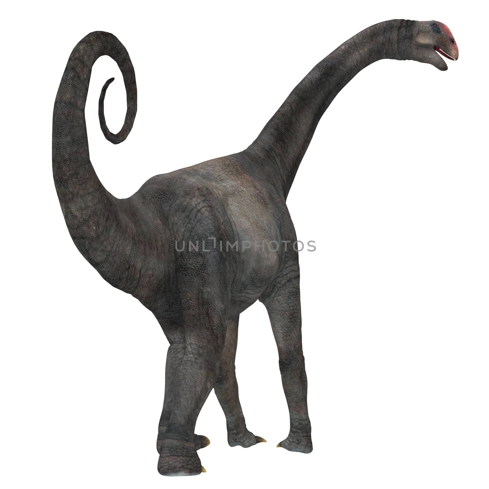 Brontomerus was a herbivorous sauropod dinosaur that lived in the Cretaceous Period of Utah, USA.