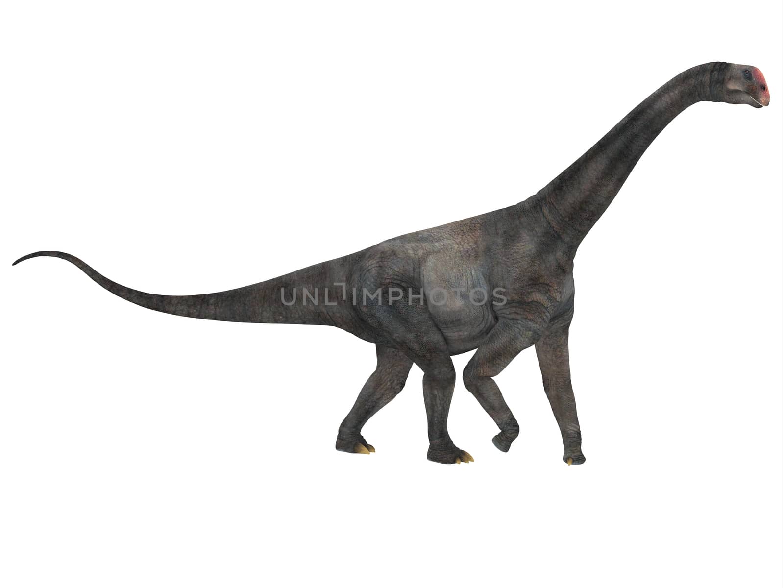 Brontomerus was a herbivorous sauropod dinosaur that lived in the Cretaceous Period of Utah, USA.