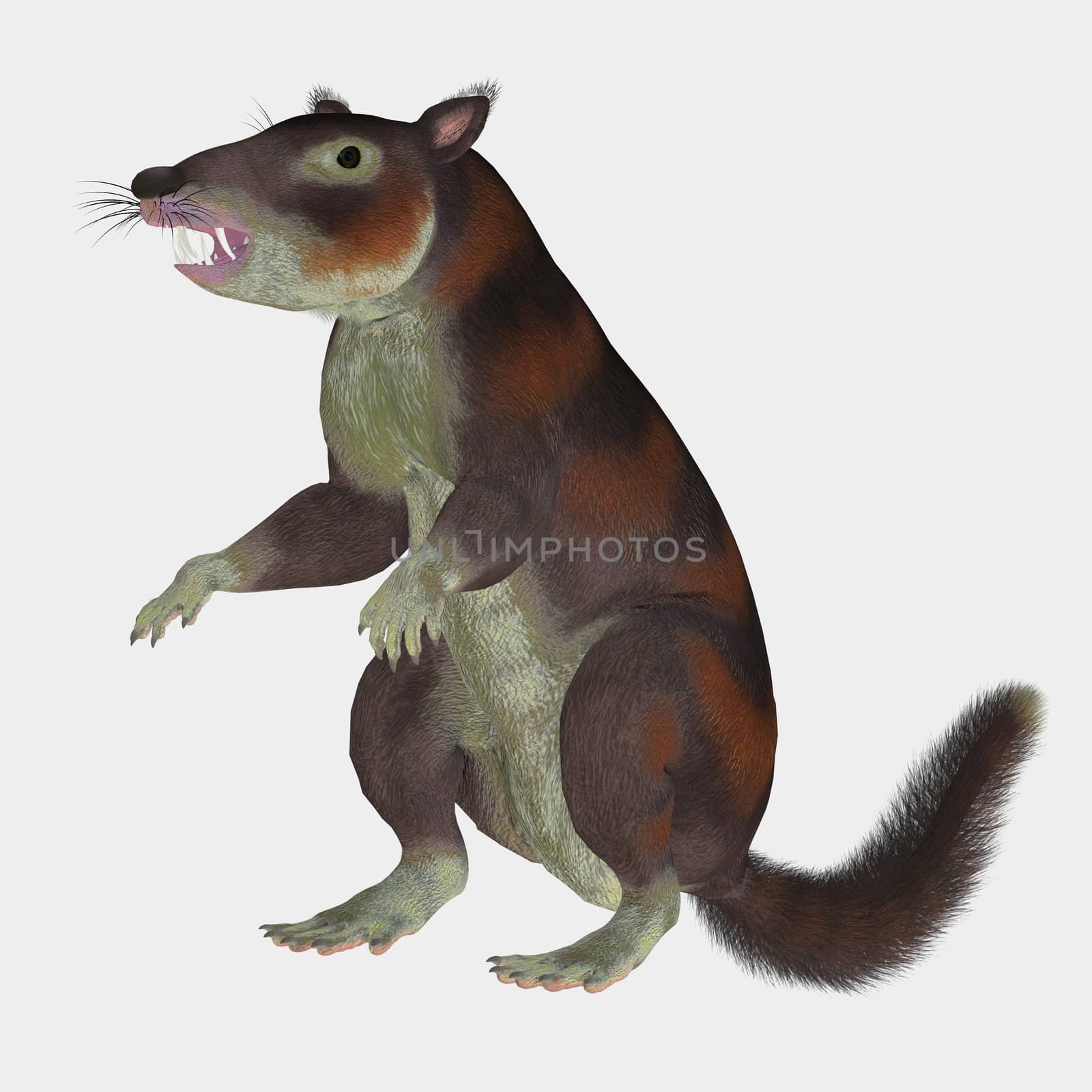 Cronopio was a squirrel-sized mammal that lived with the dinosaurs in the Cretaceous Period of Argentina, South America.