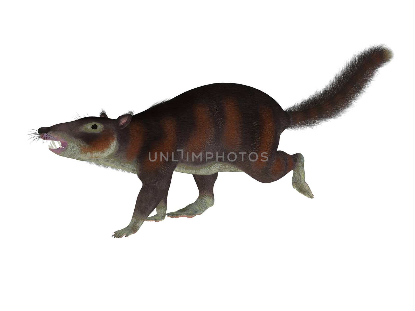 Cronopio was a squirrel-sized mammal that lived with the dinosaurs in the Cretaceous Period of Argentina, South America.