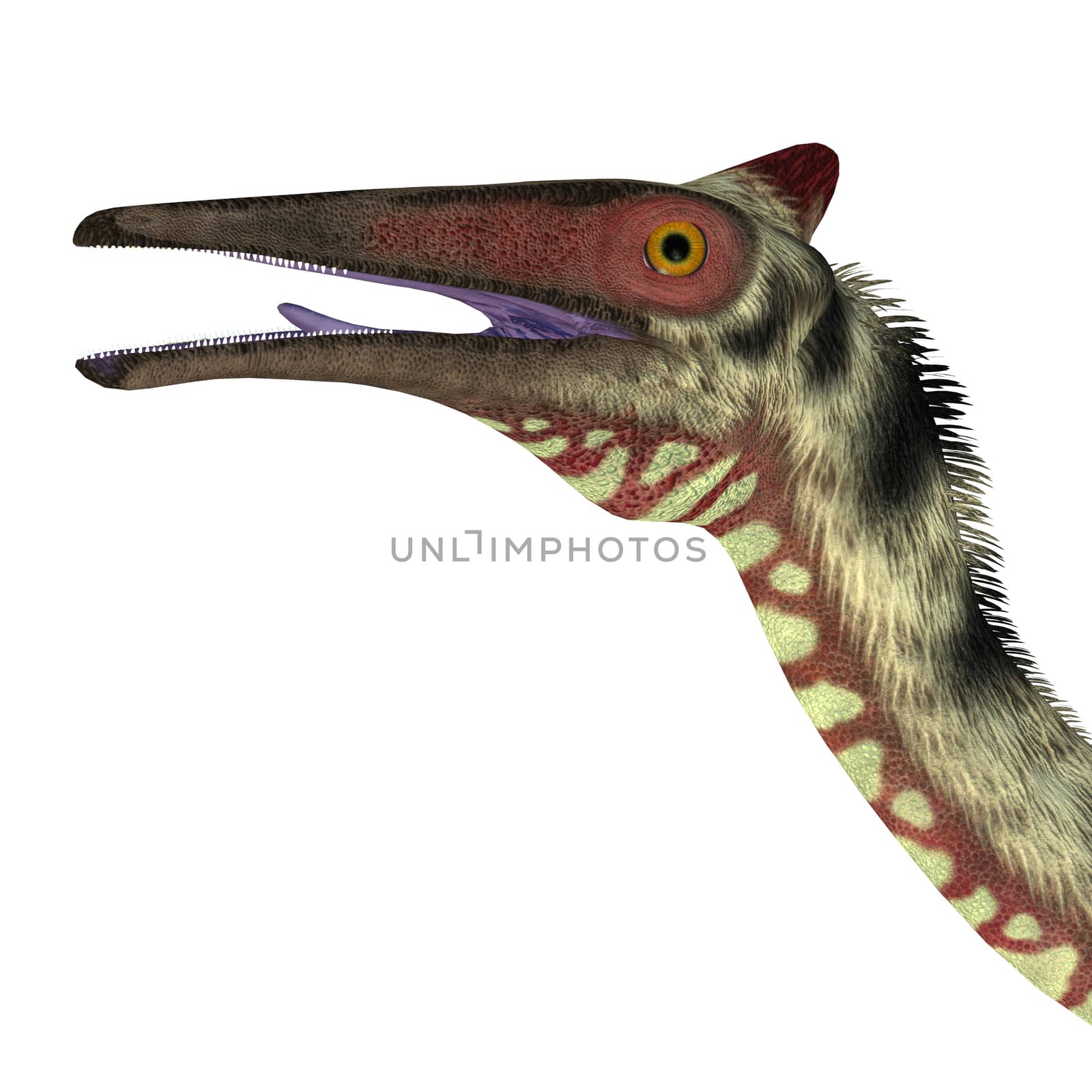 Pelecanimimus was a carnivorous theropod dinosaur that lived in the Cretaceous Period of Spain.