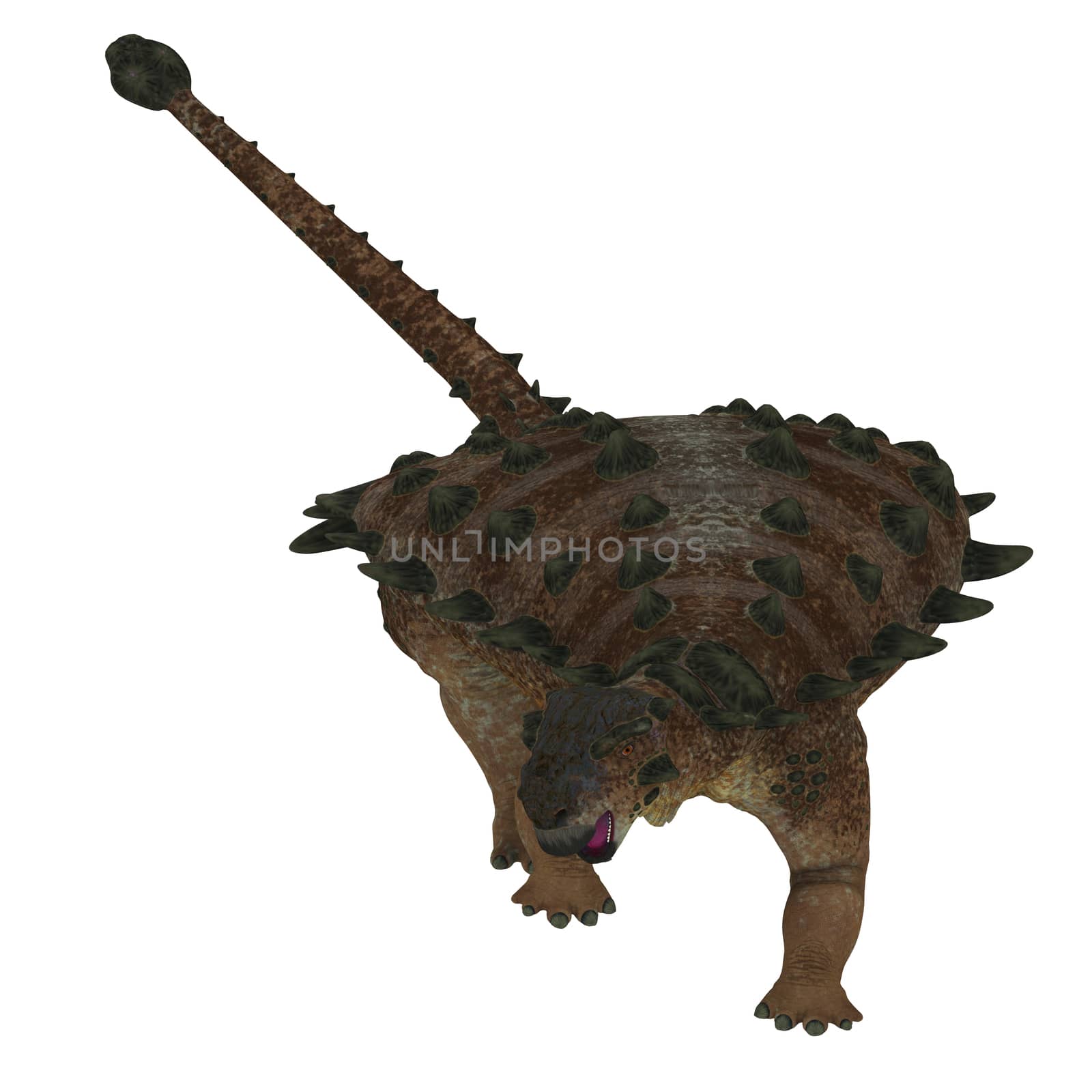 Pinacosaurus Dinosaur on White by Catmando