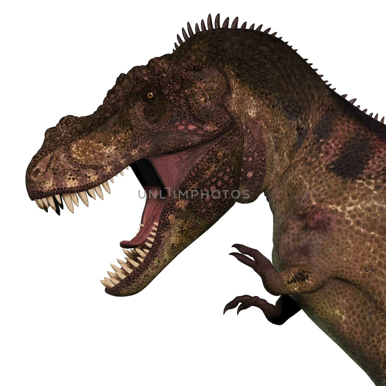 T-Rex Dinosaur Head by Catmando