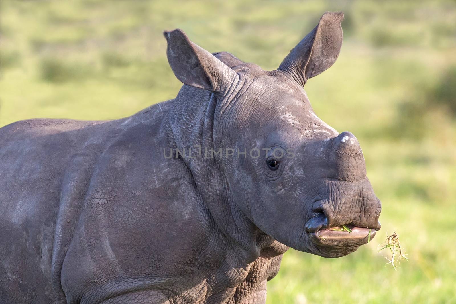 Baby White Rhino Portrait by fouroaks
