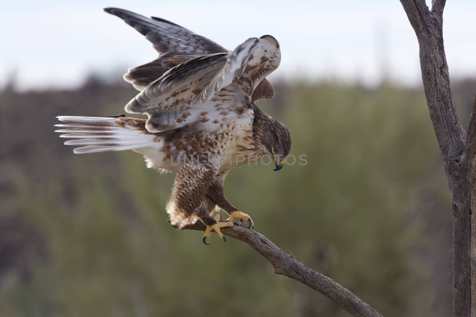 Ferruginous hawk balances with wings partially open on tree limb in Arizona.  Location is Tucson at Free Flight demonstration of Arizona Sonora Desert Museum.  