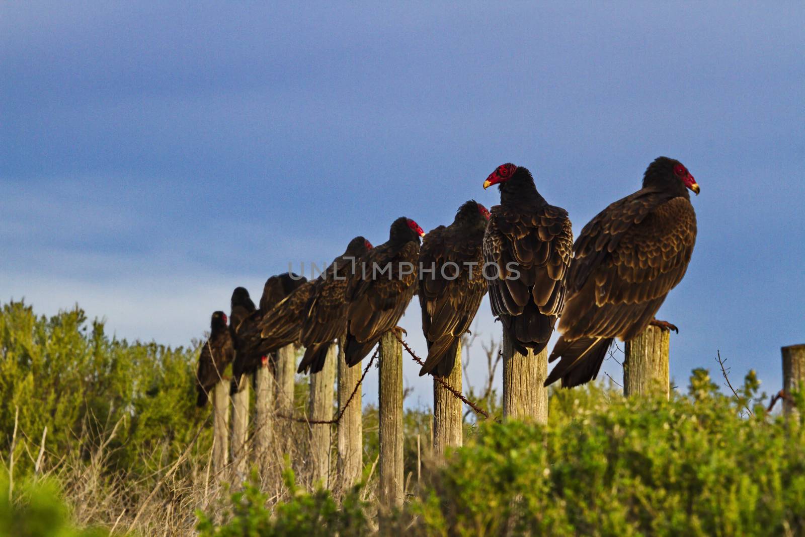 Single turkey vulture differentiates by unique turn in a different direction.  Line of birds on fence post.  Location is along Highway 1 in California near San Simeon and Cambria.  