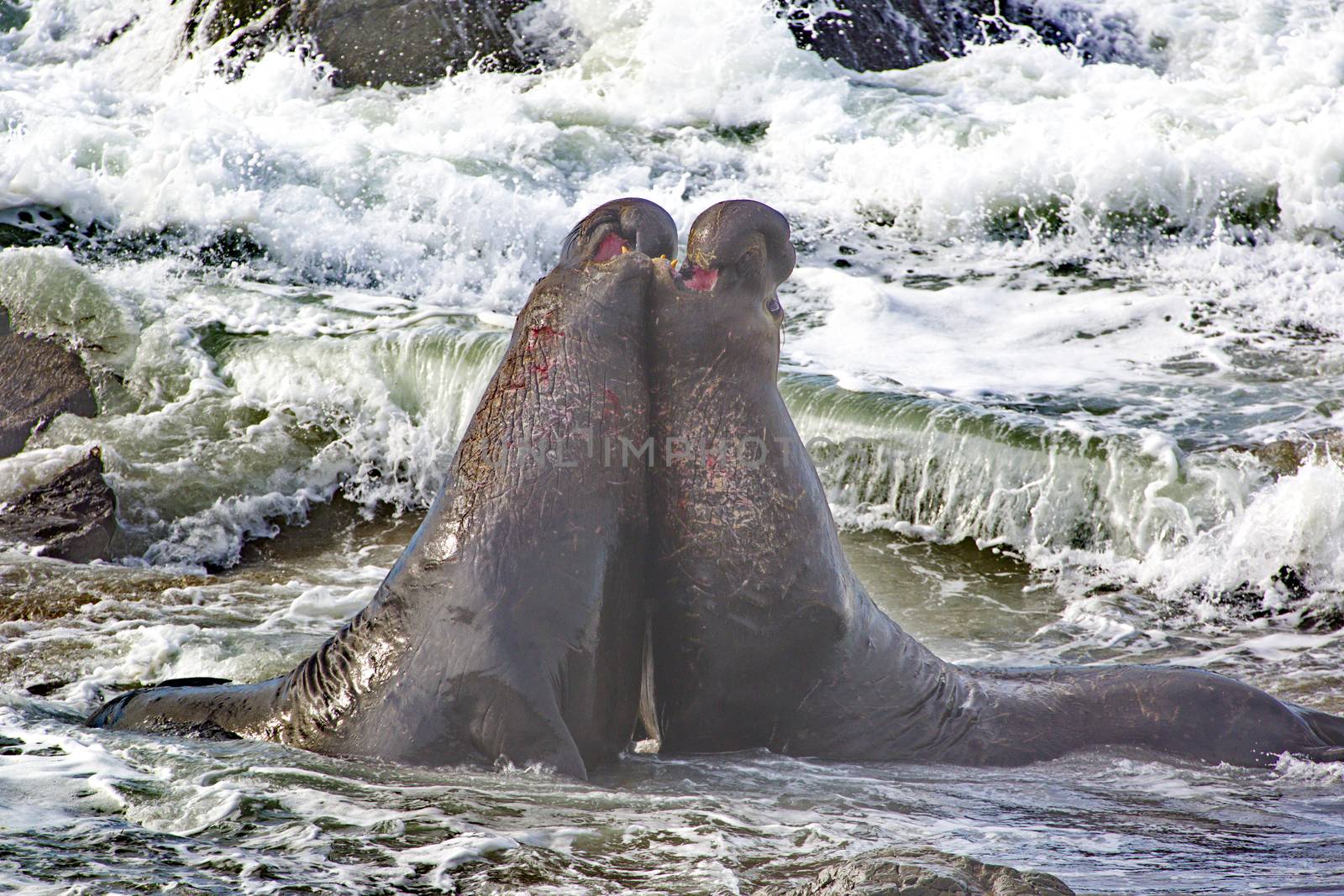 Two, bull northern elephant seals bellow and battle in Pacific Ocean surf.  Location is Piedras Blancas Elephant Seal Rookery near San Simeon and Cambria in California. 