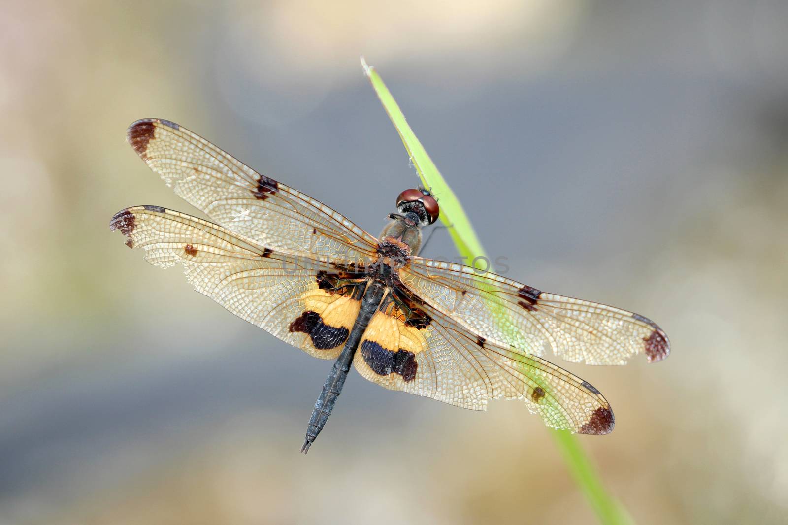 Image of dragonfly perched on grass green