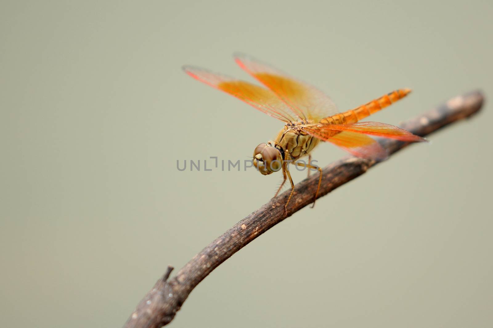 Image of dragonfly perched on a tree branch by yod67