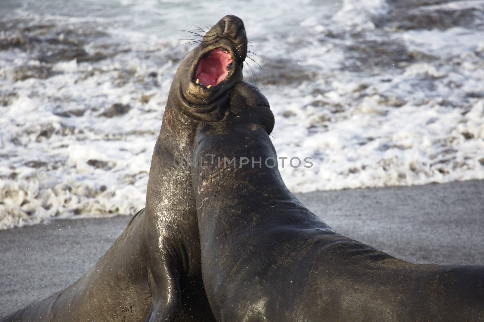 Big bite taken in elephant seal battle by fmcginn