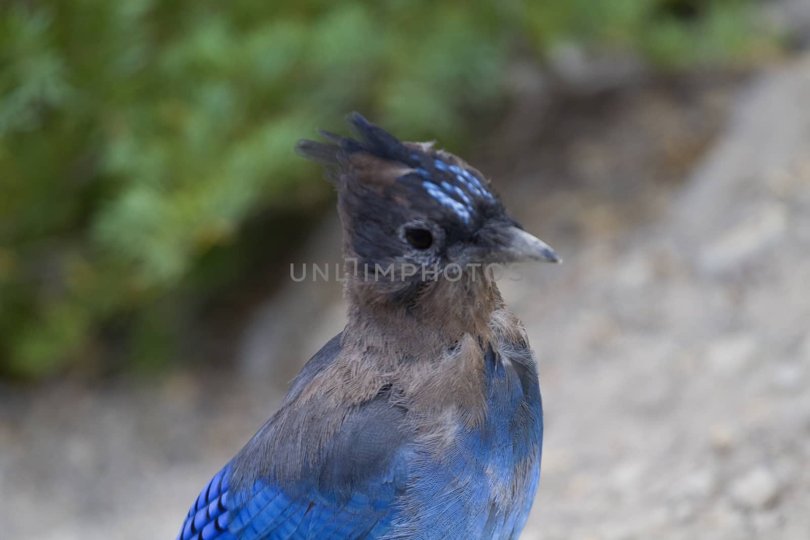 Wild portrait of stellar jay in Oregon's Crater Lake National Park.  Blue plumage and crest visible. Close up is in the wild with shallow depth of field. 