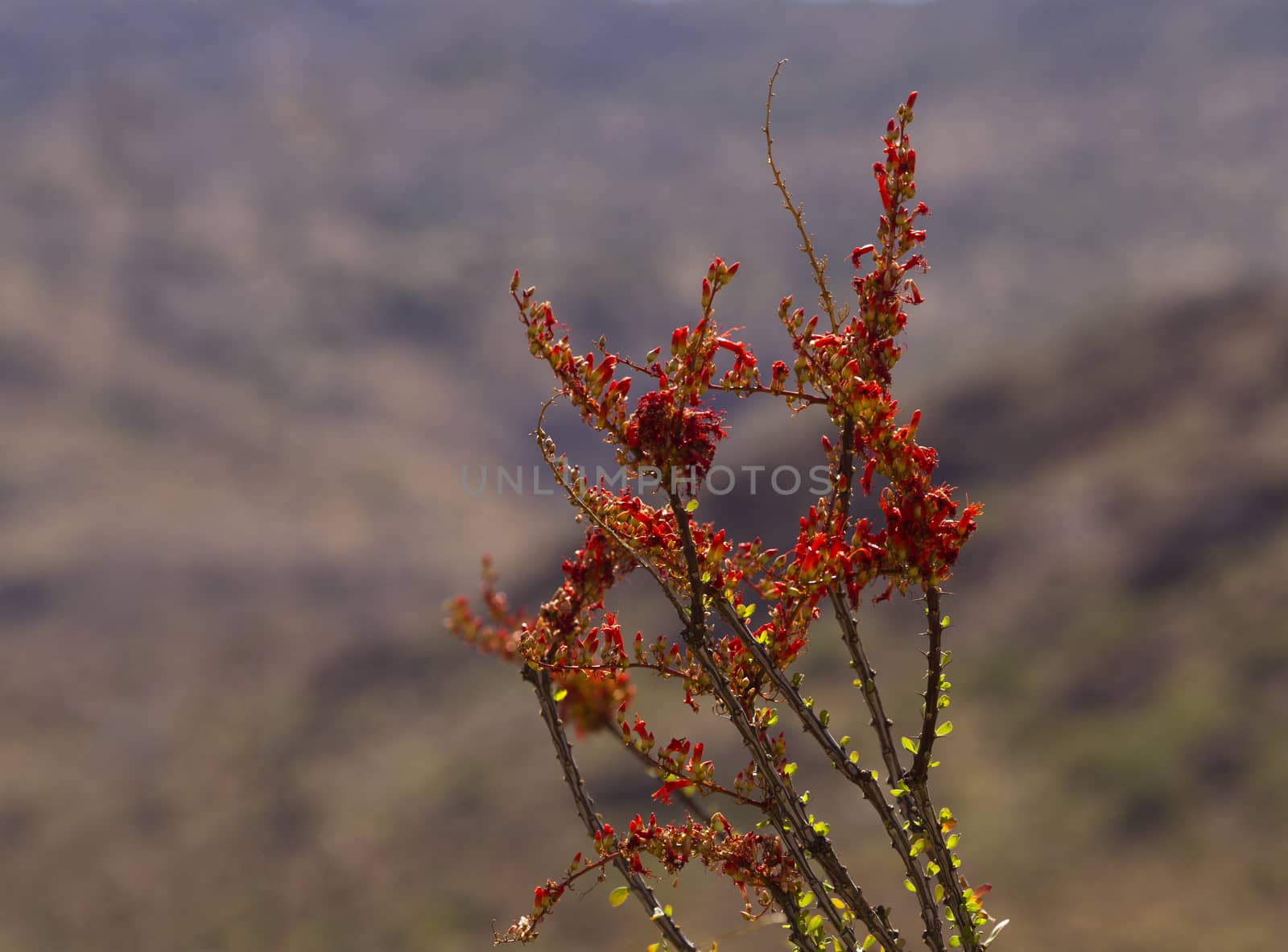 Blooming flowers on ocotillo cactus canes in selective focus against Rincon Mountains. Location is Saguaro National Park, East division, viewed from along Cactus Forest Drive.  Nicknames include coachwhip, flaming sword, and vine cactus.  