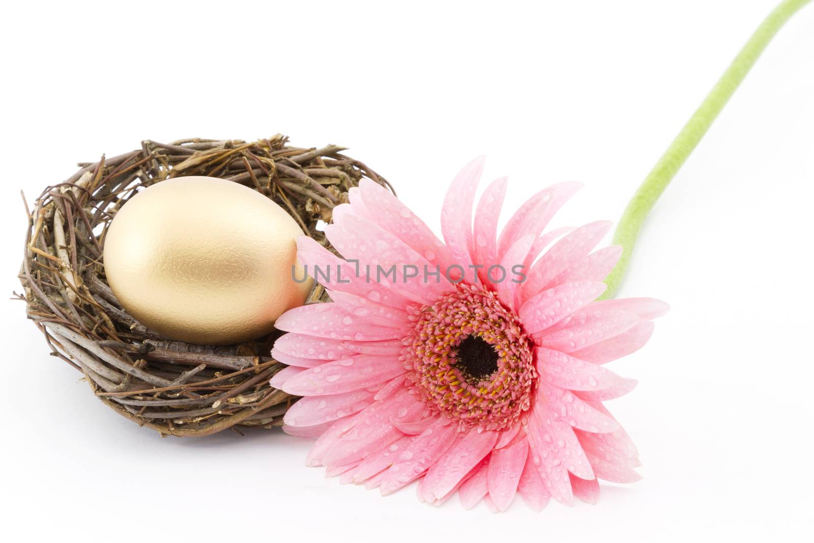 Gold nest egg placed with fresh, pink daisy reflects woman's involvement in financial success.  Copy space on horizontal image.  