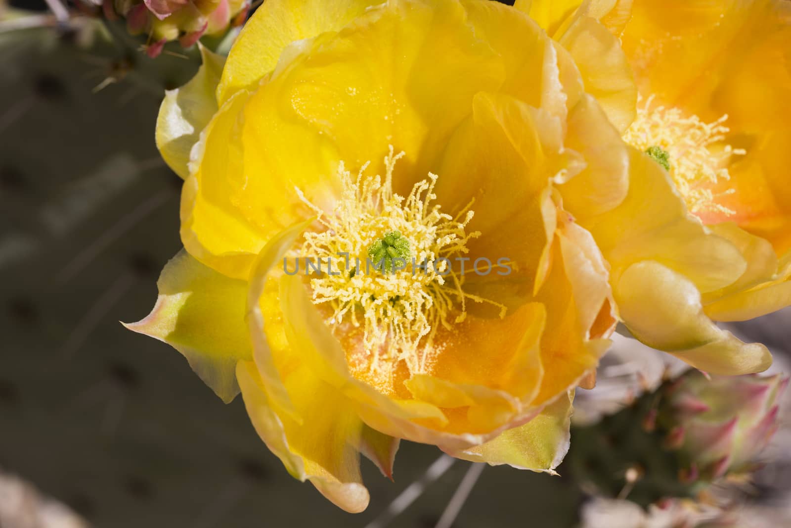 Yellow flower of prickly pear cactus in elegant close up.  Location is Saguaro National Park, East division, along Cactus Forest Drive.  