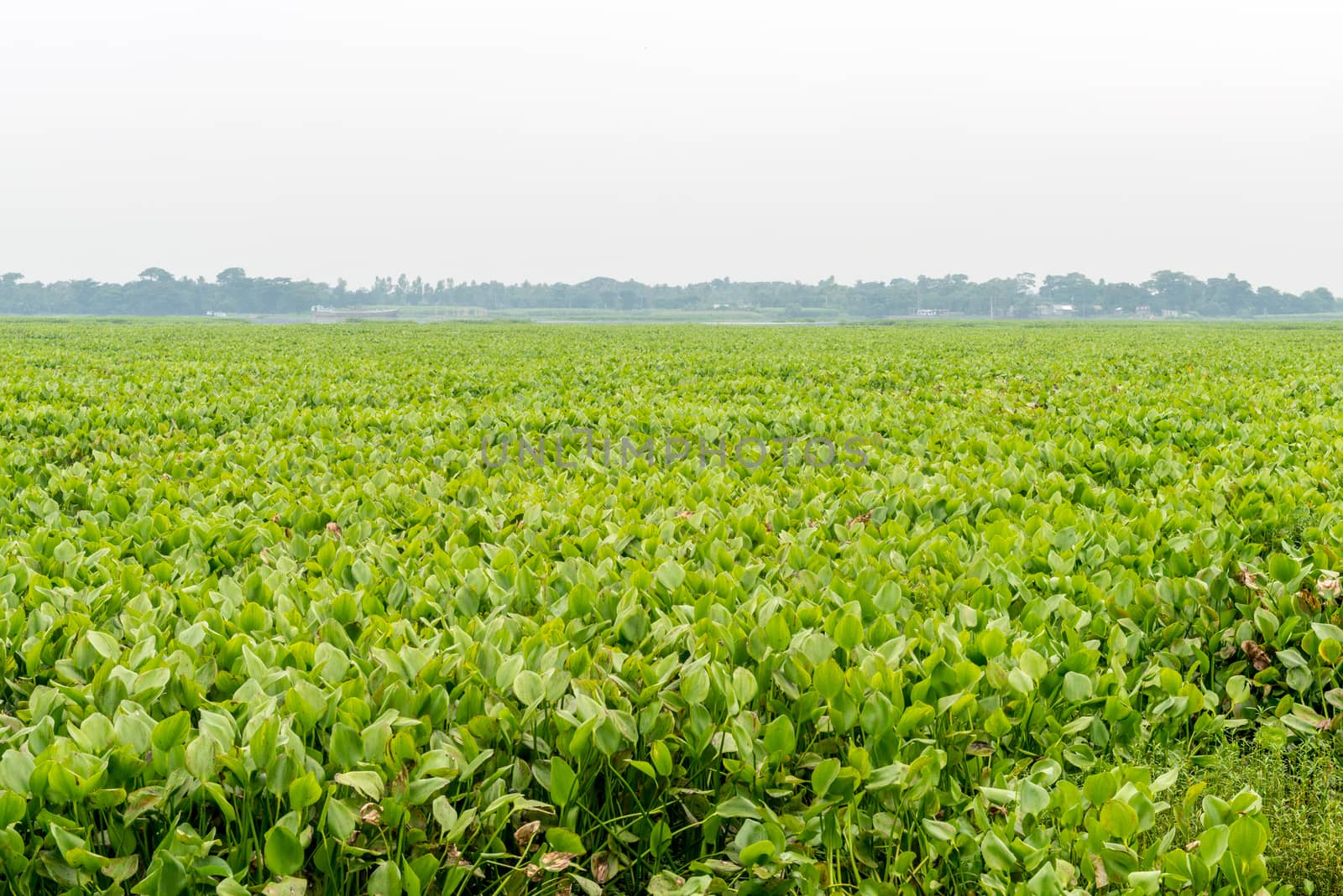 green field Field by sohel.parvez@hotmail.com