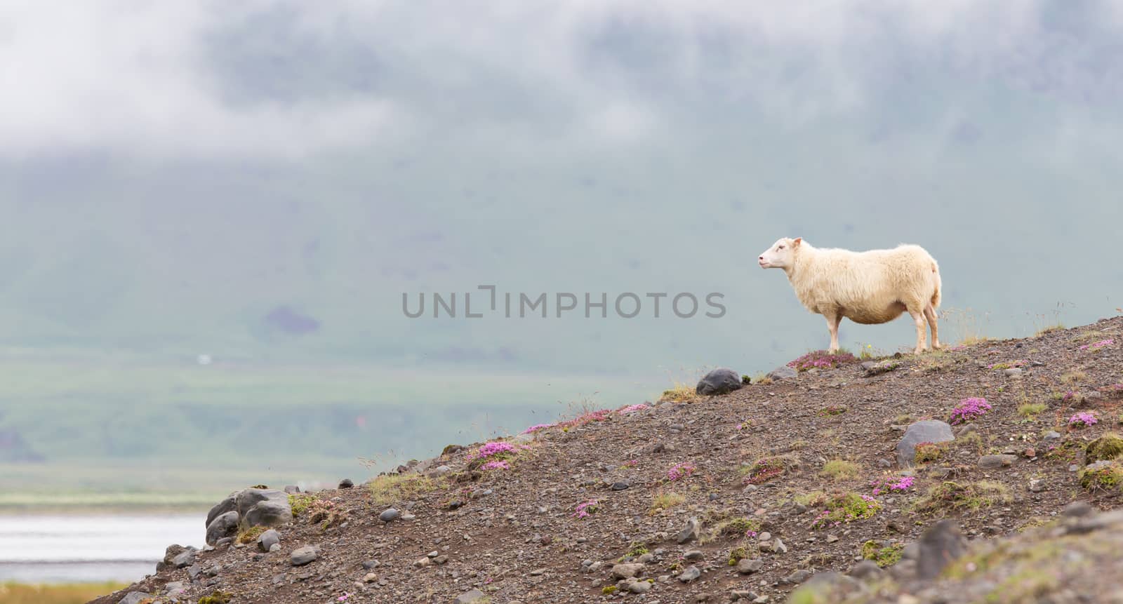 Single Icelandic sheep in the typical Icelandic scenery