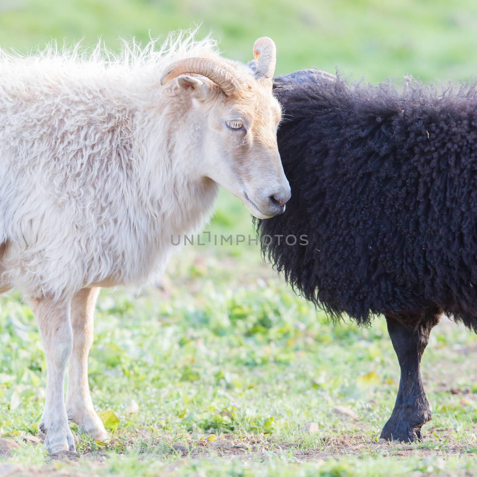 Black and white sheep on pasture -  Concent of love by michaklootwijk