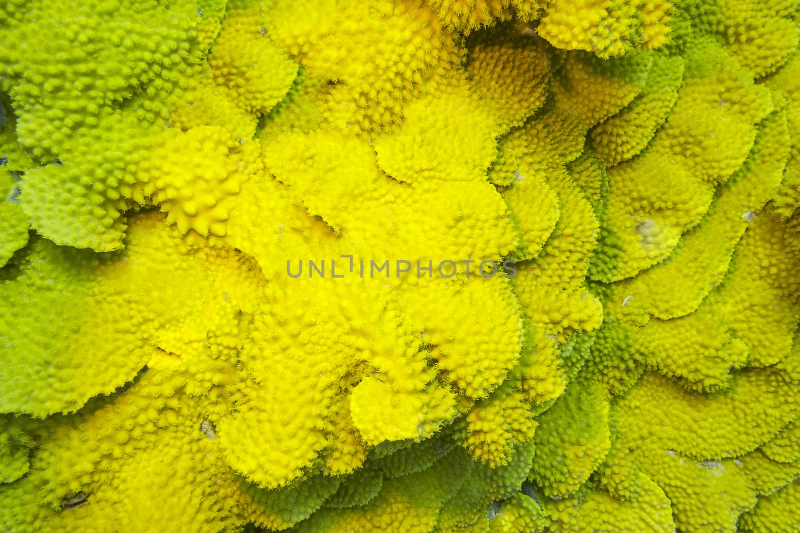 Coral reef with yellow coral turbinaria mesenterina at the bottom of tropical sea, underwater