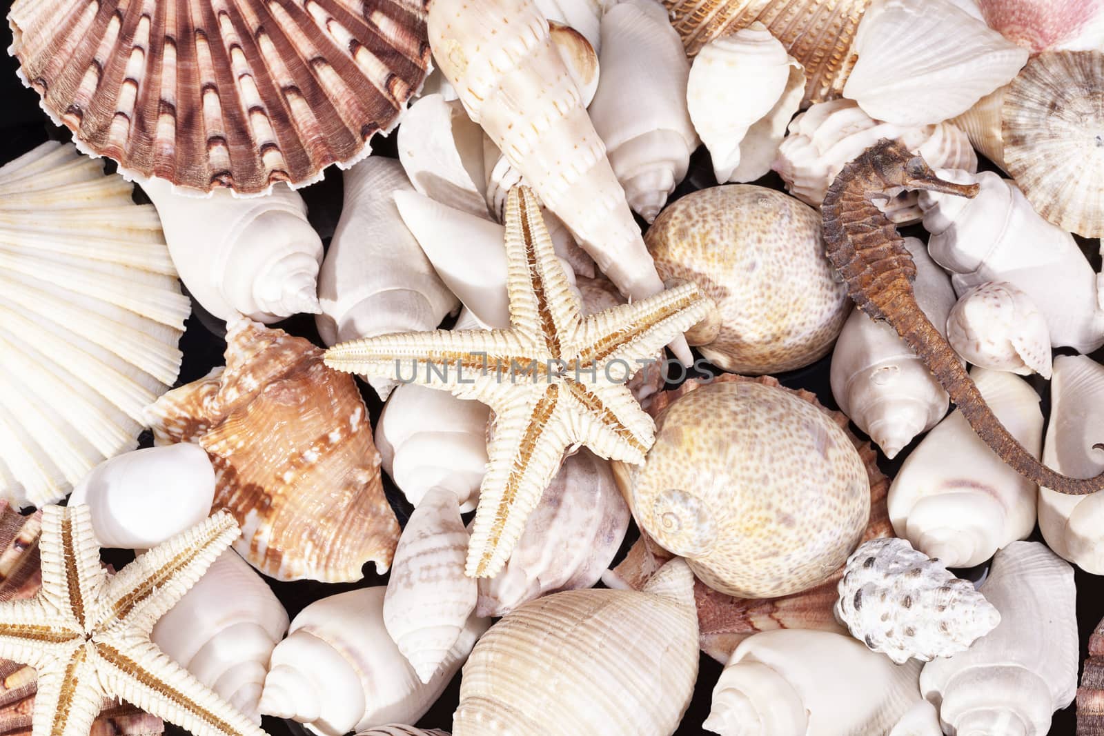 Background of  various kind  sea shells, starfish and seahorse  by mychadre77