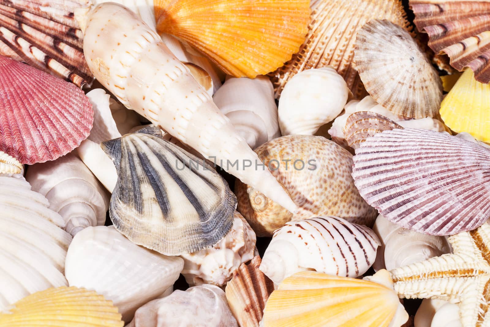 Background of different kind sea shells by mychadre77
