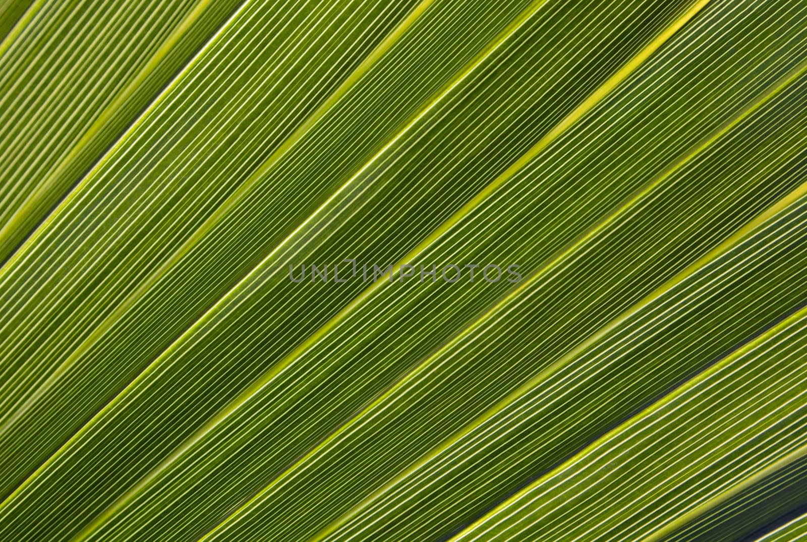 Close-up of palm leaf in back light