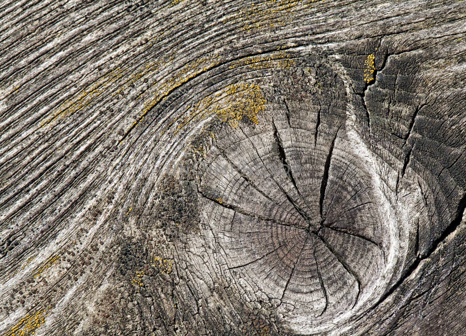 Closeup of old cracked wood for texture or background