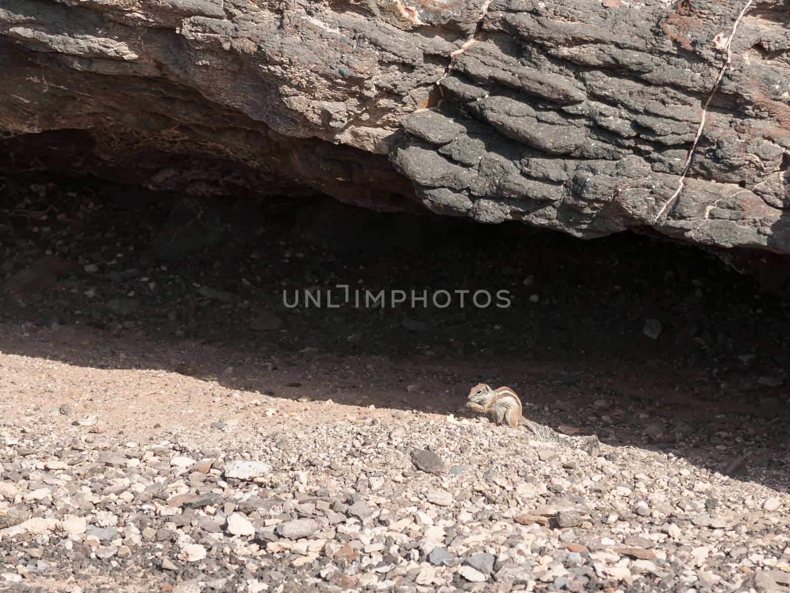 chipmunk funny animal Fuerteventura island Canarian Islands by desant7474