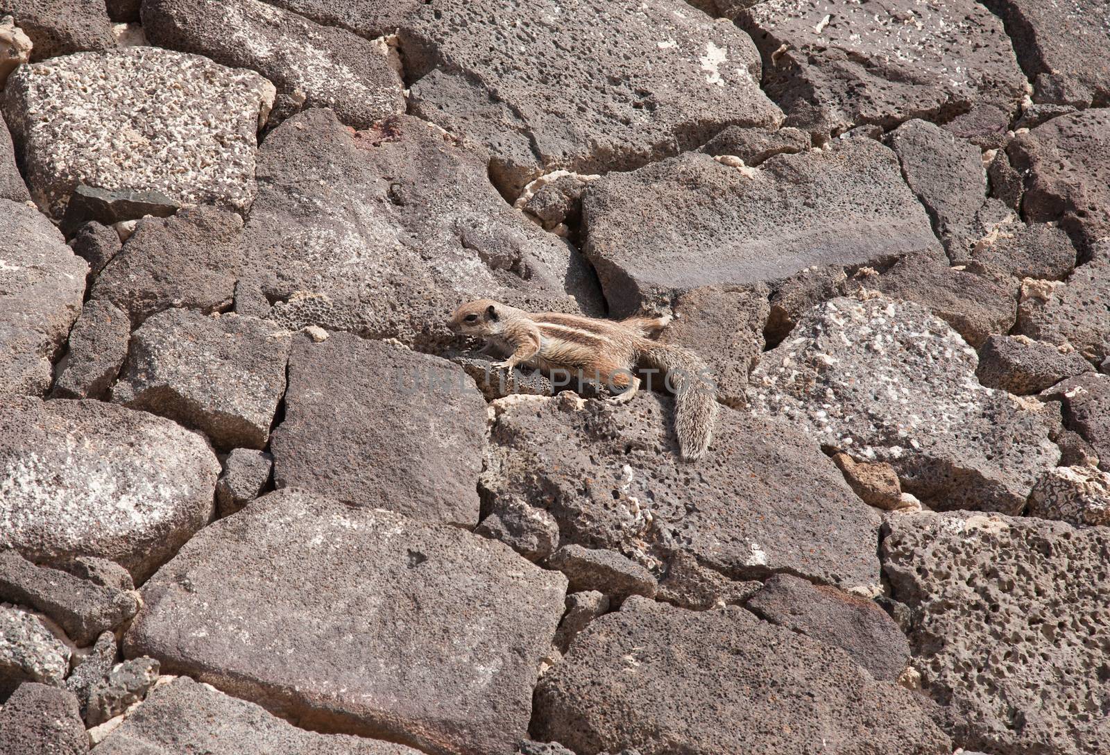 chipmunk funny animal Fuerteventura island Canarian Islands by desant7474