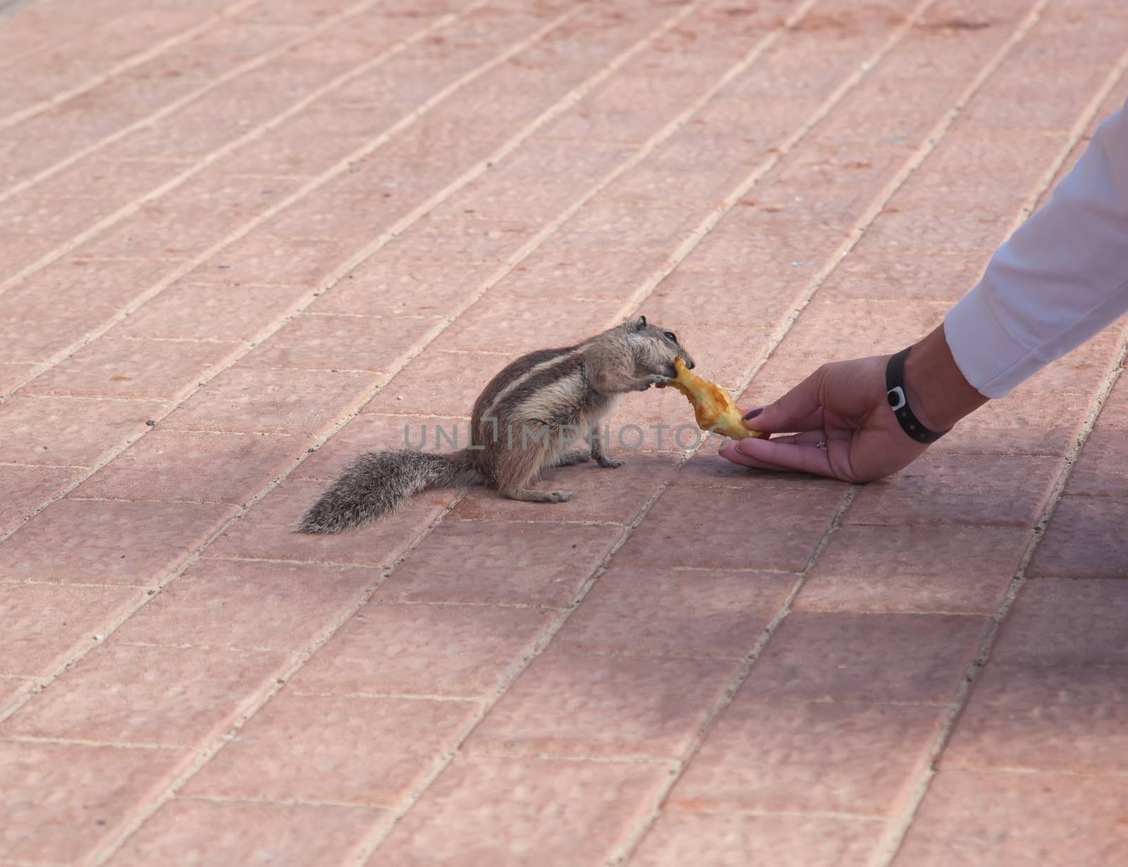 chipmunk funny animal with Woman Fuerteventura island Canarian Islands