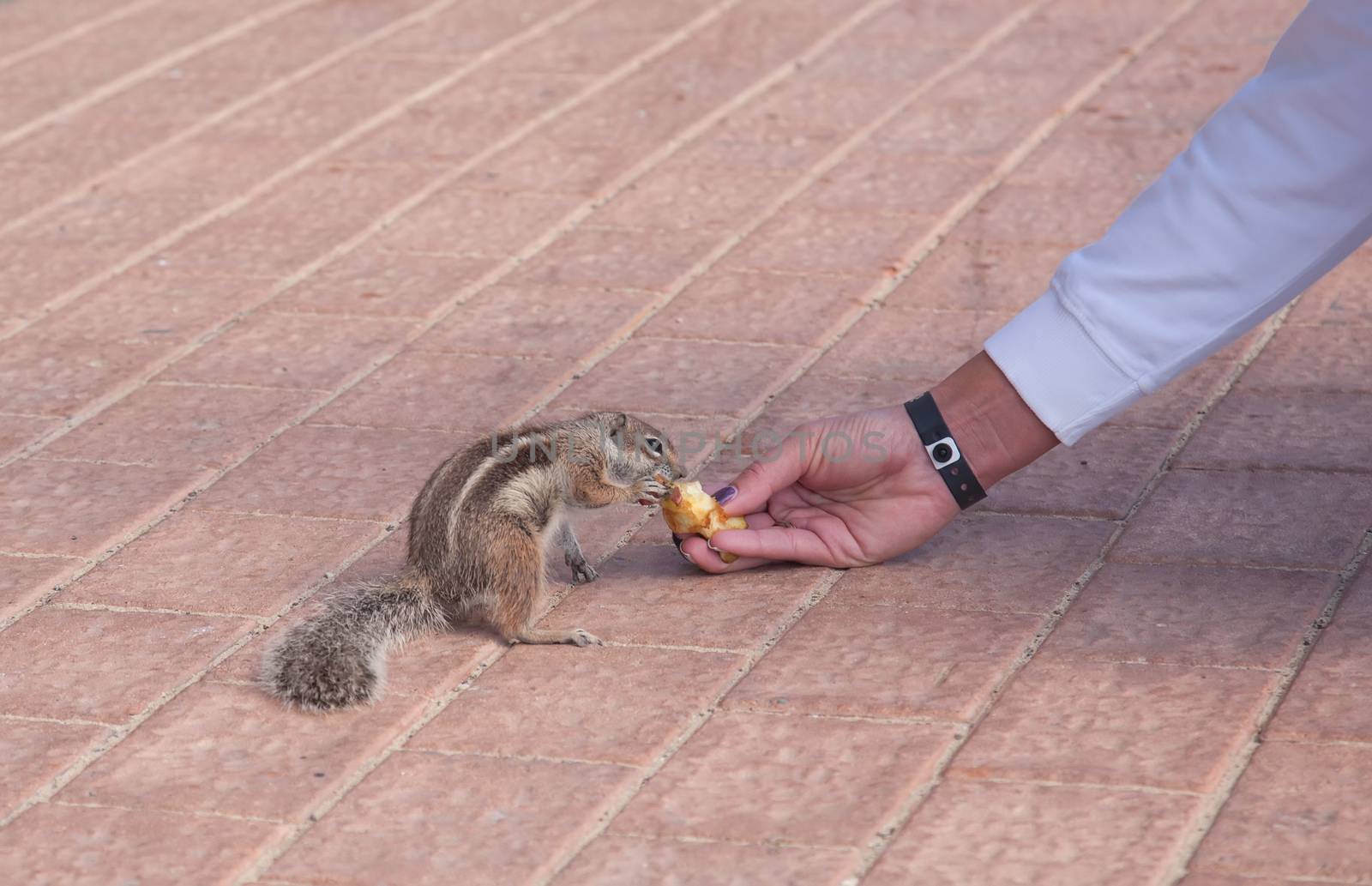 chipmunk funny animal with Woman Fuerteventura island Canarian Islands