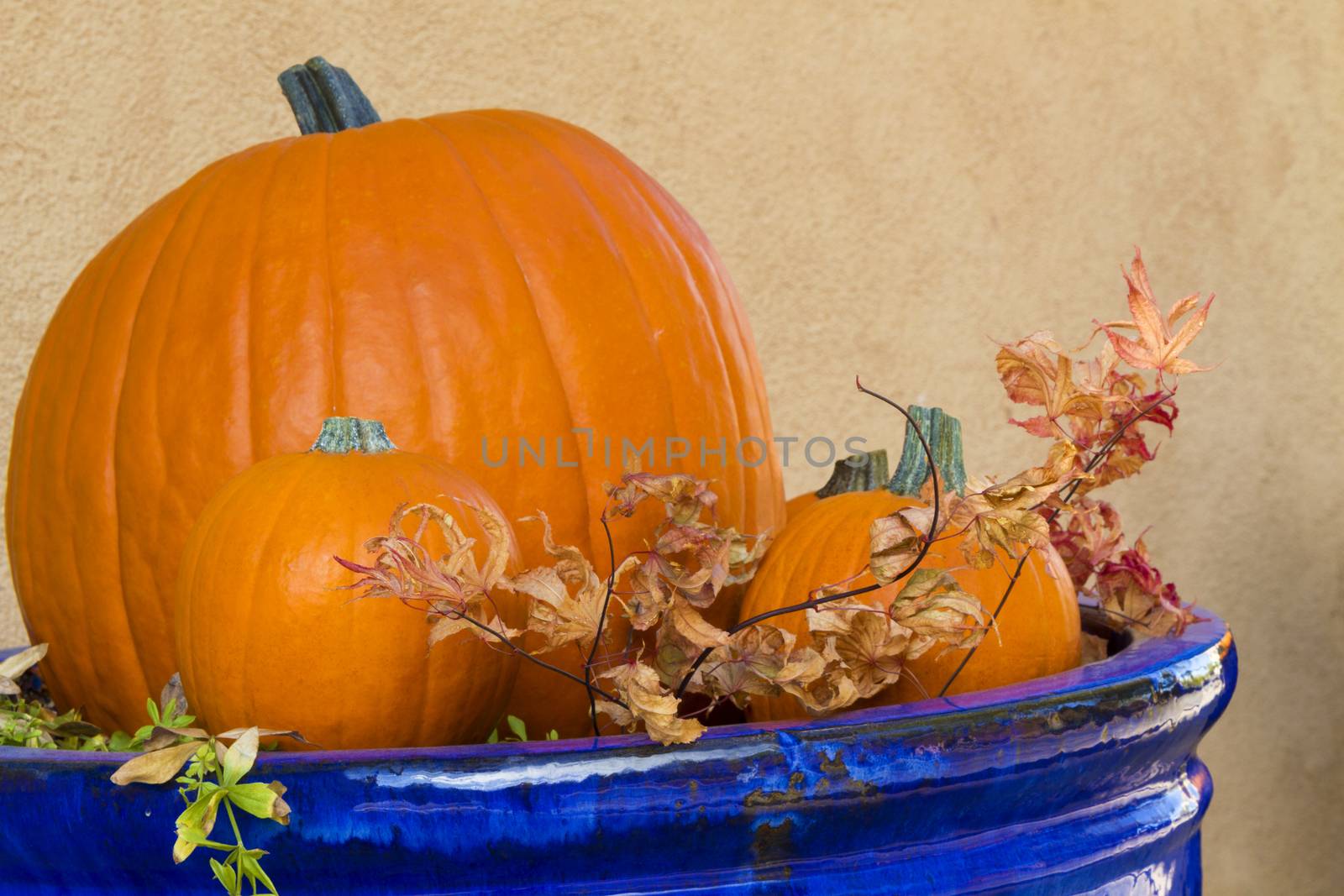 Blue planter displays pumpkins and dry leaves in autumn.  Location is in Santa Fe, New Mexico, in October.  Copy space on plain stucco wall. 