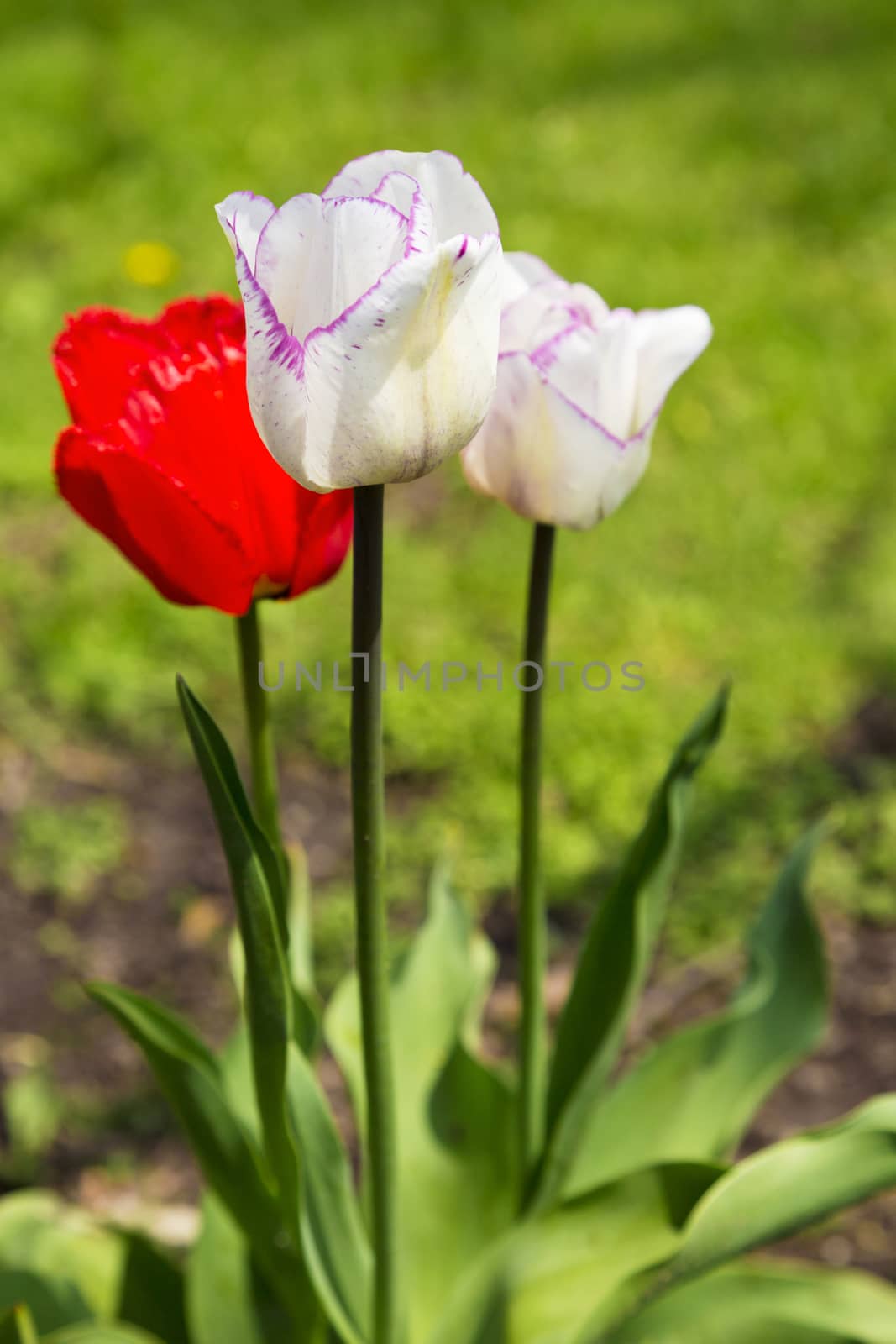 Selective focus on single, white tulip fringed in purple in grouping of spring flowers. Location is Chicago suburb in Illinois, USA.