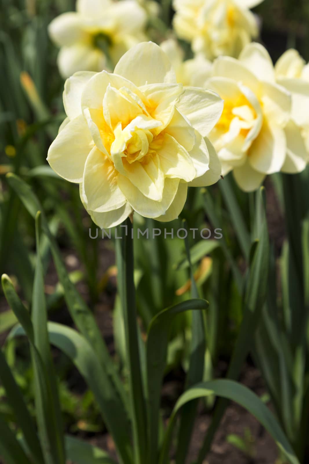 Selective focus on single, yellow daffodil in grouping of flowers.  Vertical image with copy space below. Location is Chicago suburb in Illinois, America's Midwest in May. 